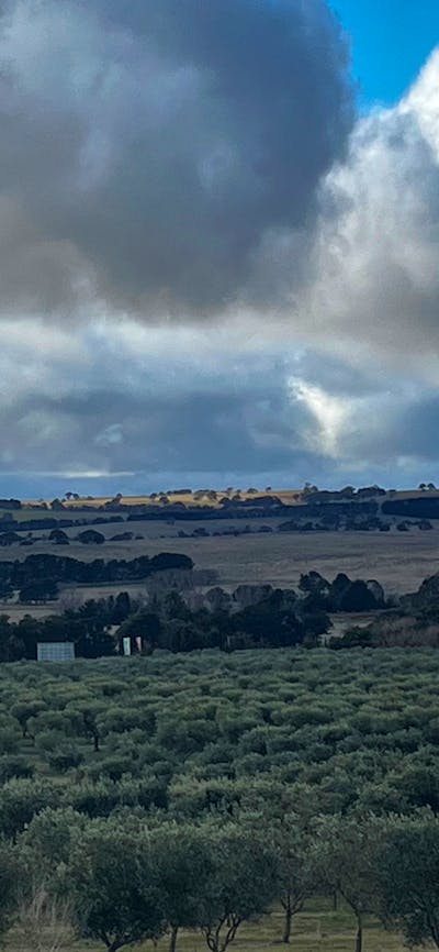 View over the Olive trees