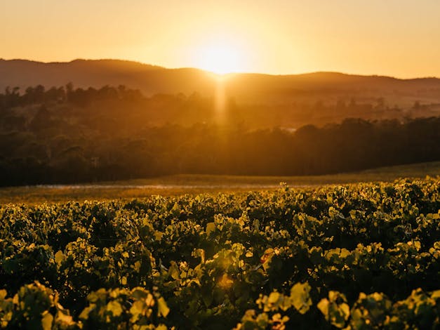 Small Wonder Wines