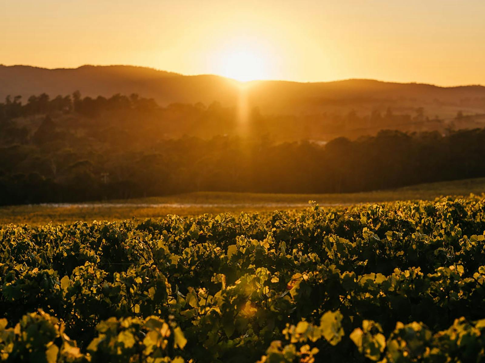 Sunset at Small Wonder