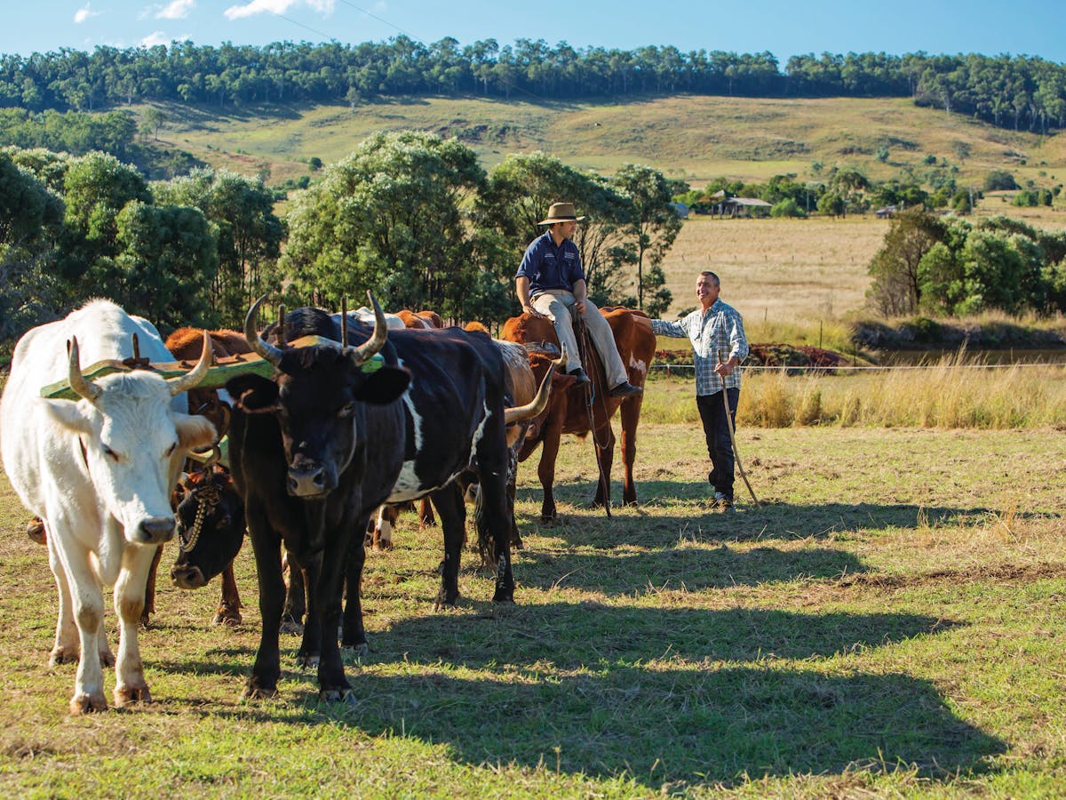 Gayndah