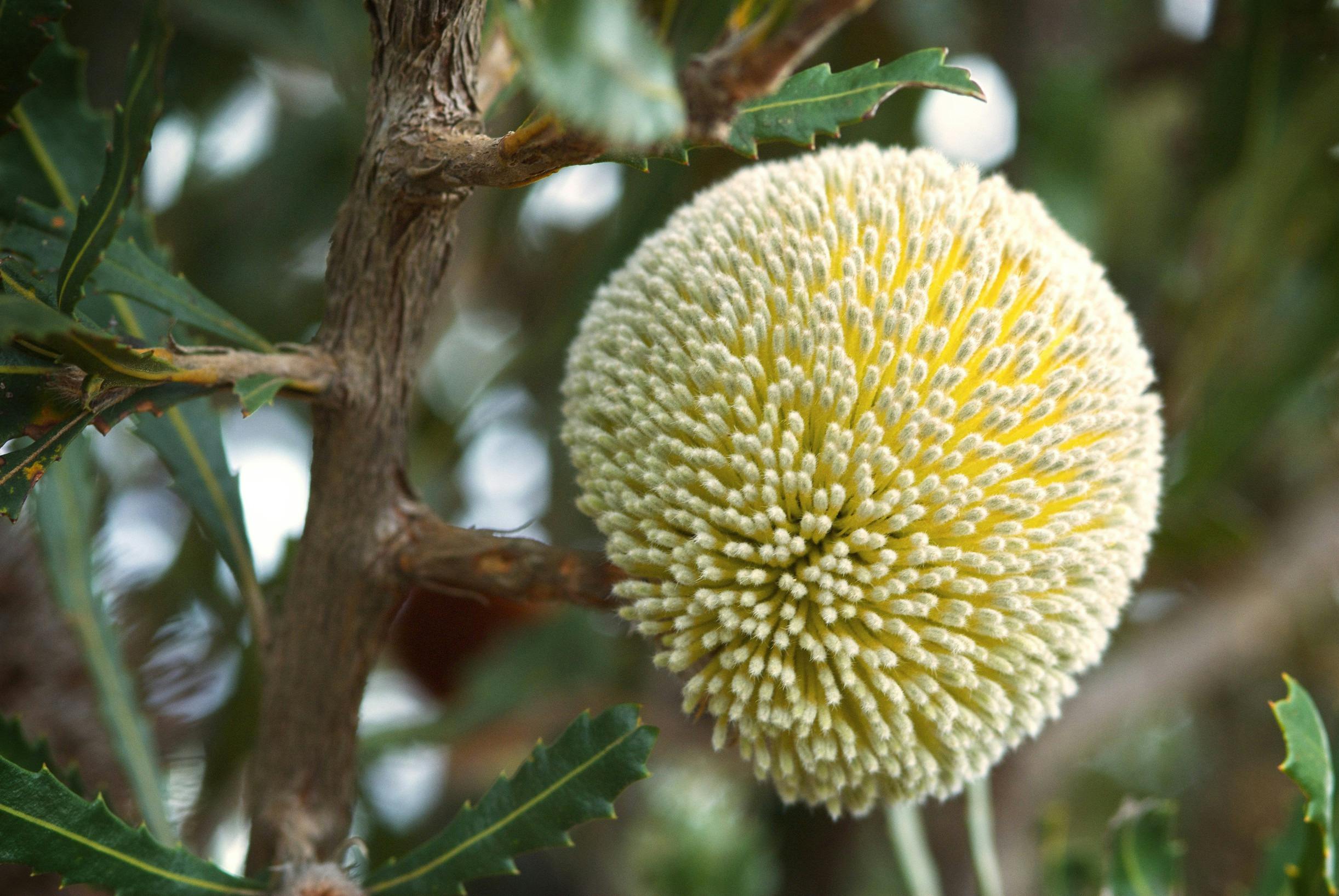 Esperance Wildflower Trail, Ravensthorpe, Western Australia