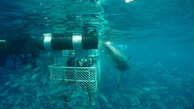 Calypso Star Charters