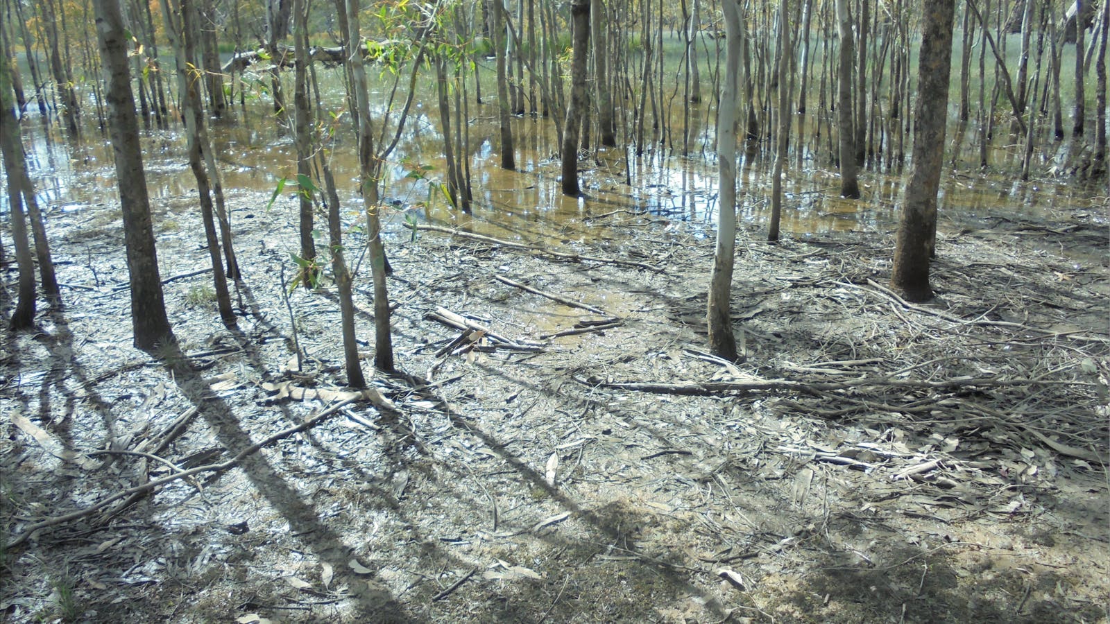 Gum Swamp Reserve Walla Walla