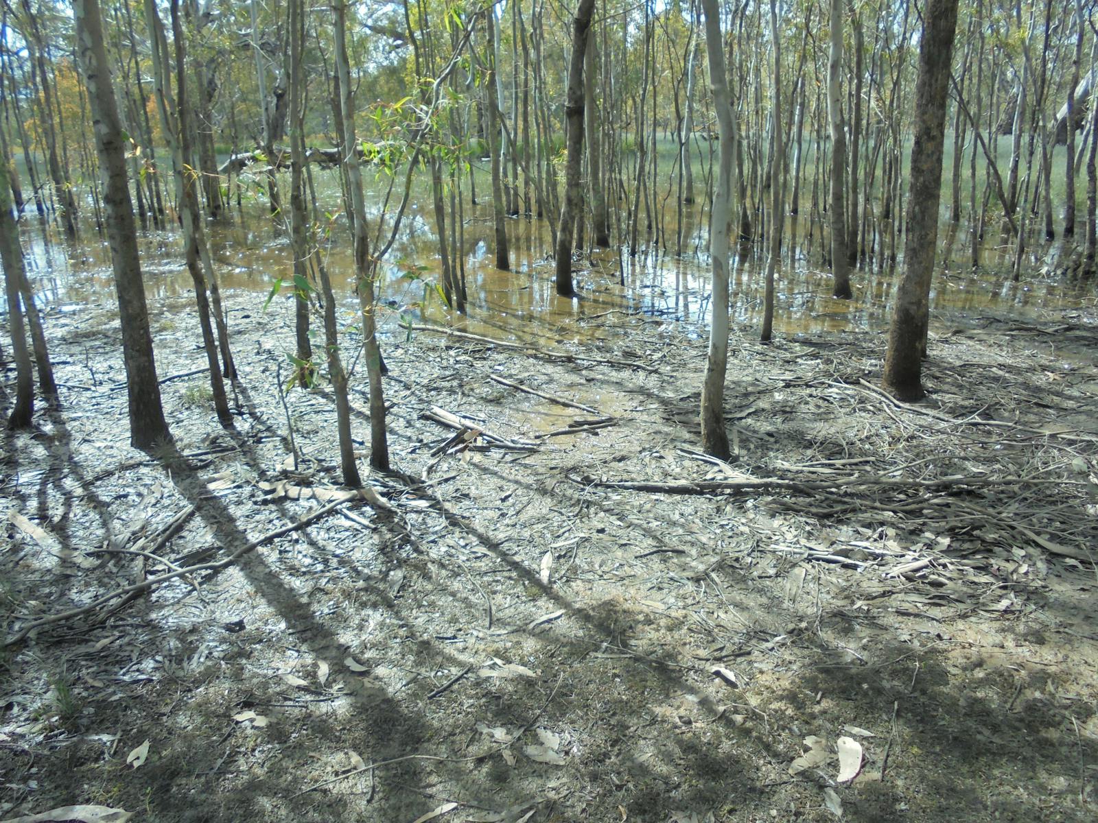 Gum Swamp