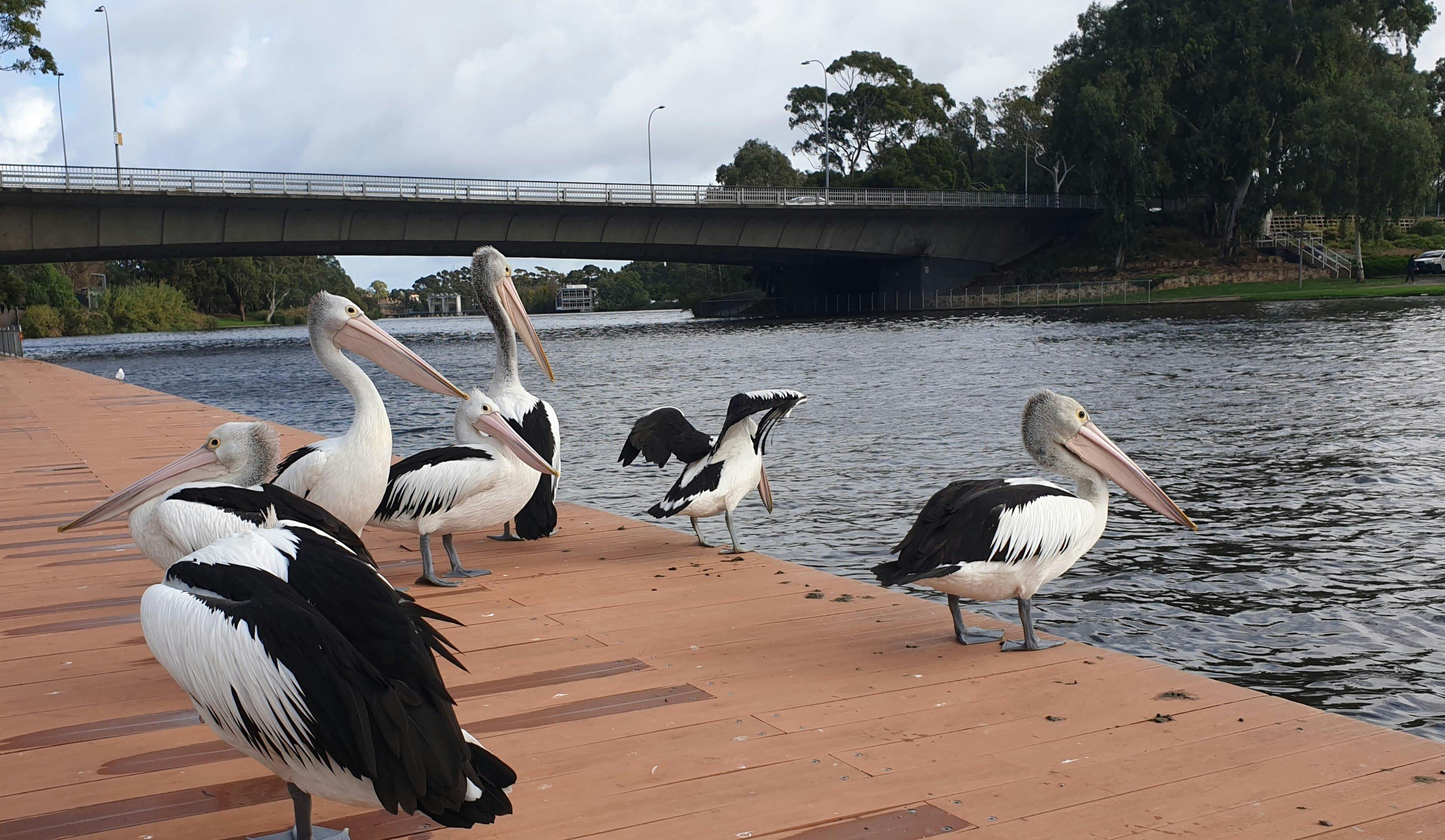 Pelicans