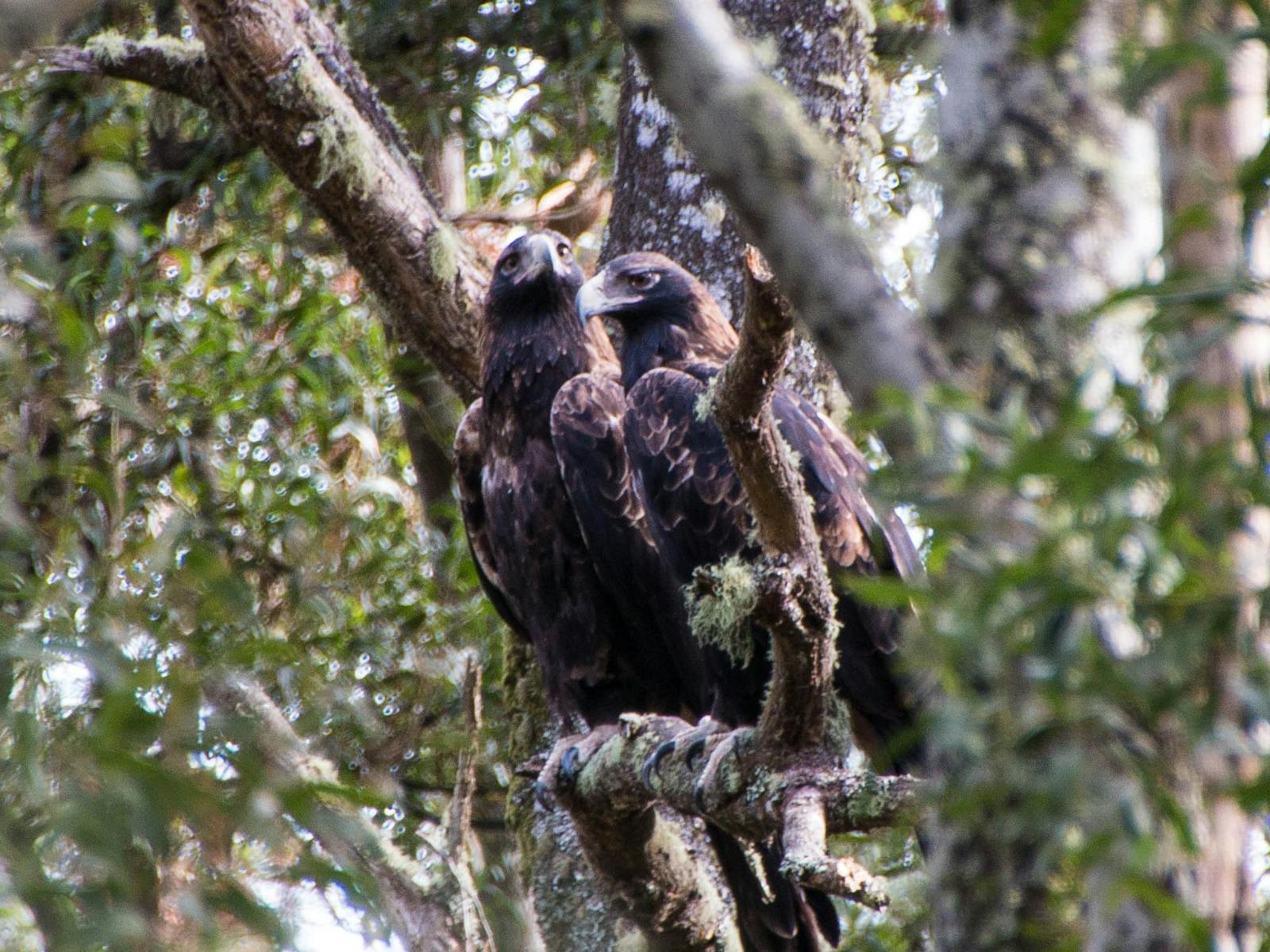 two wedge-tailed eagles in tree