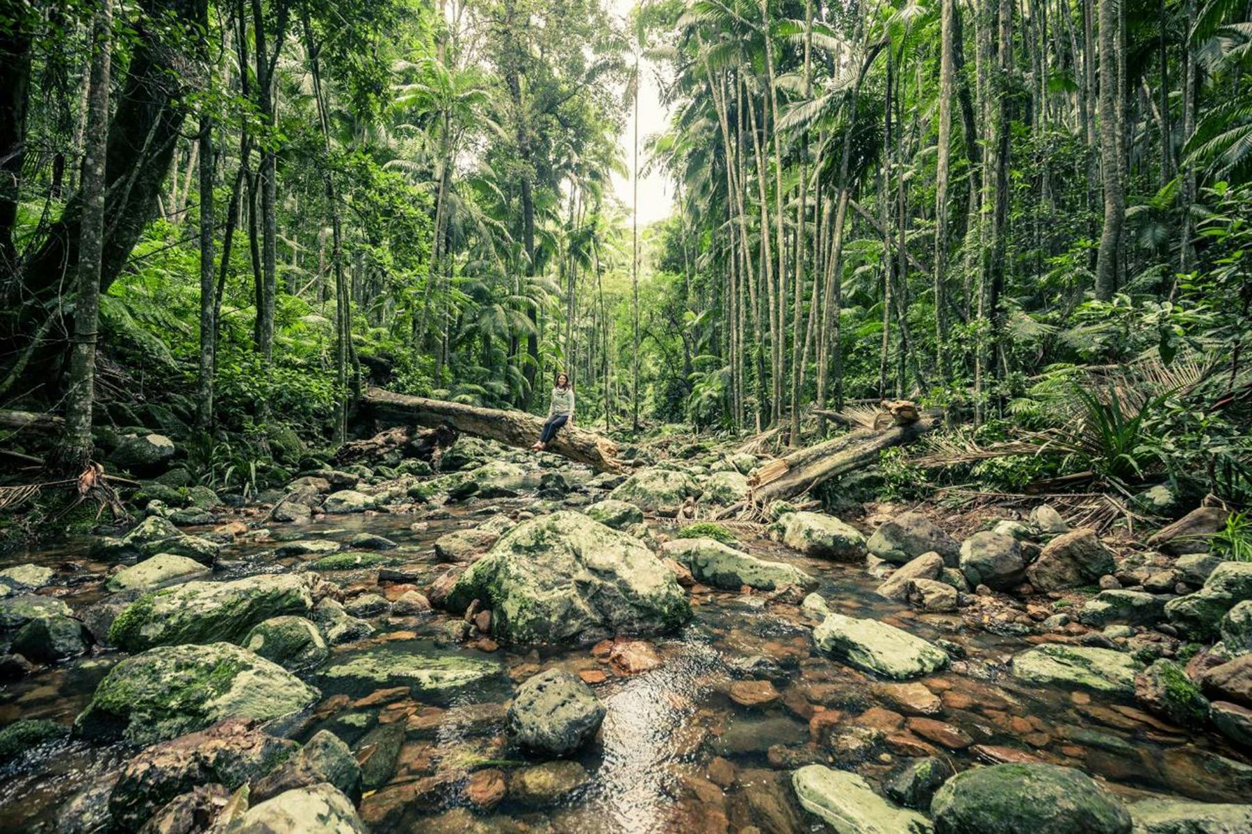 Minyon Waterfall Rainforest Tour