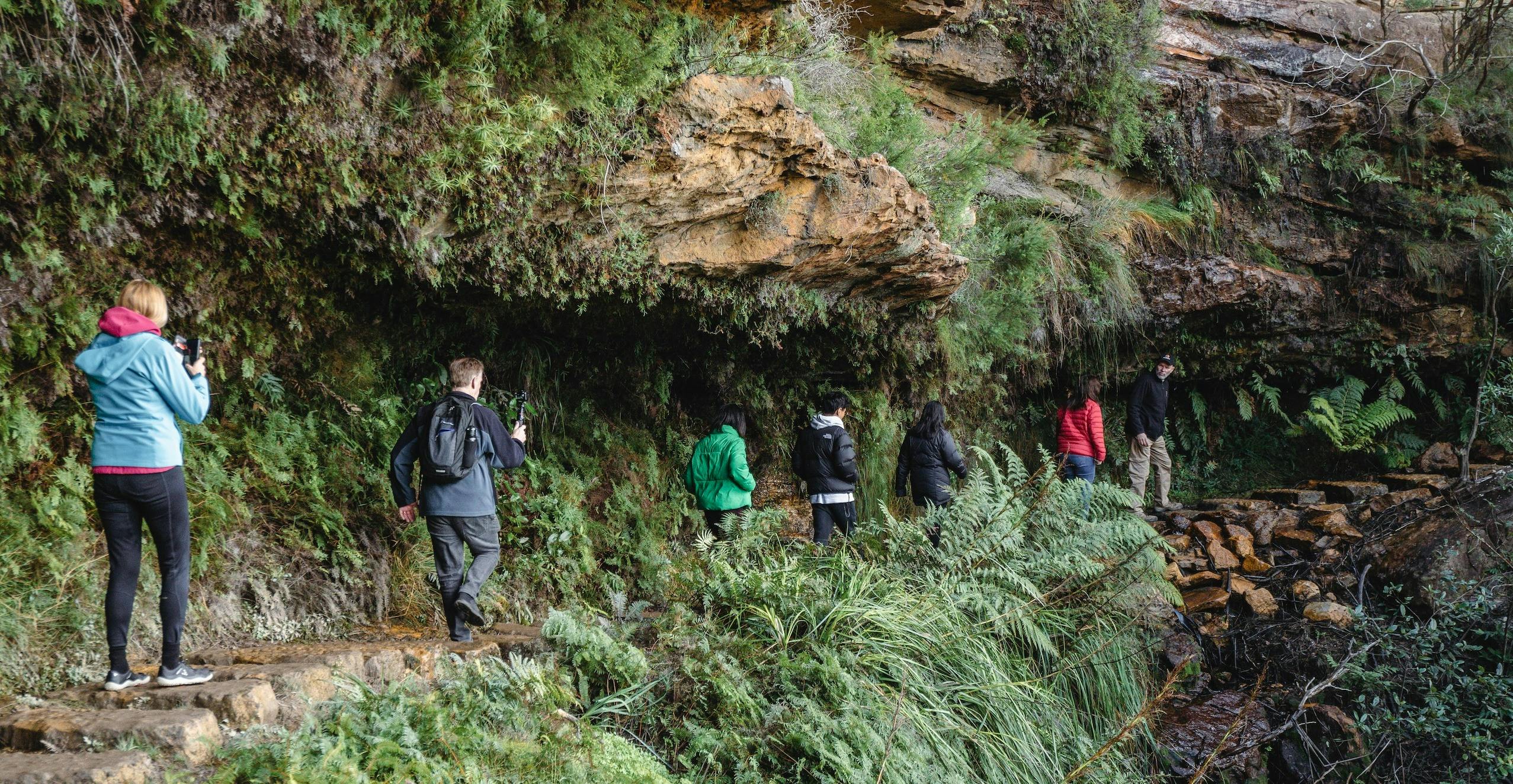Group hiking through Blue Mountains rainforest