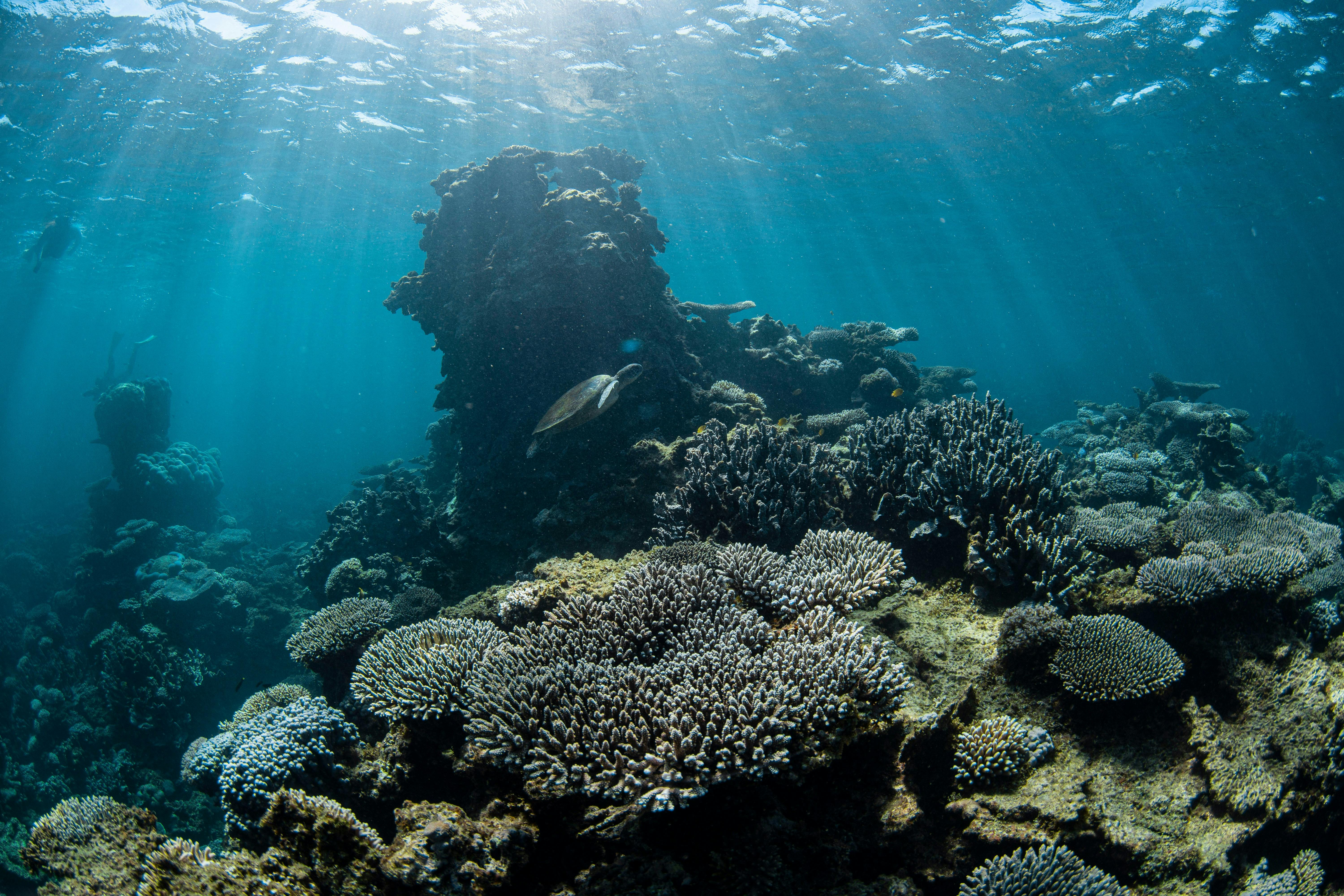 Ningaloo Reef Dive and Snorkel, Coral Bay, Western Australia