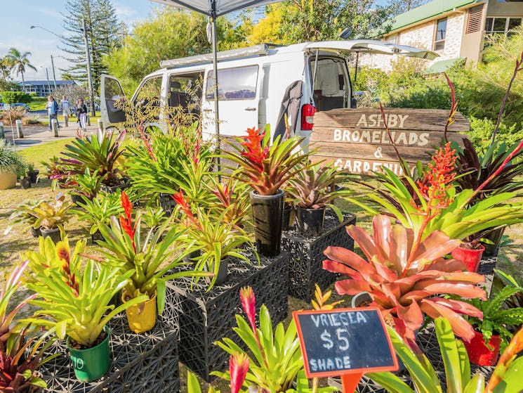 Yamba River Markets Bromeliads