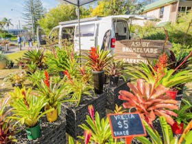 Yamba River Markets Bromeliads