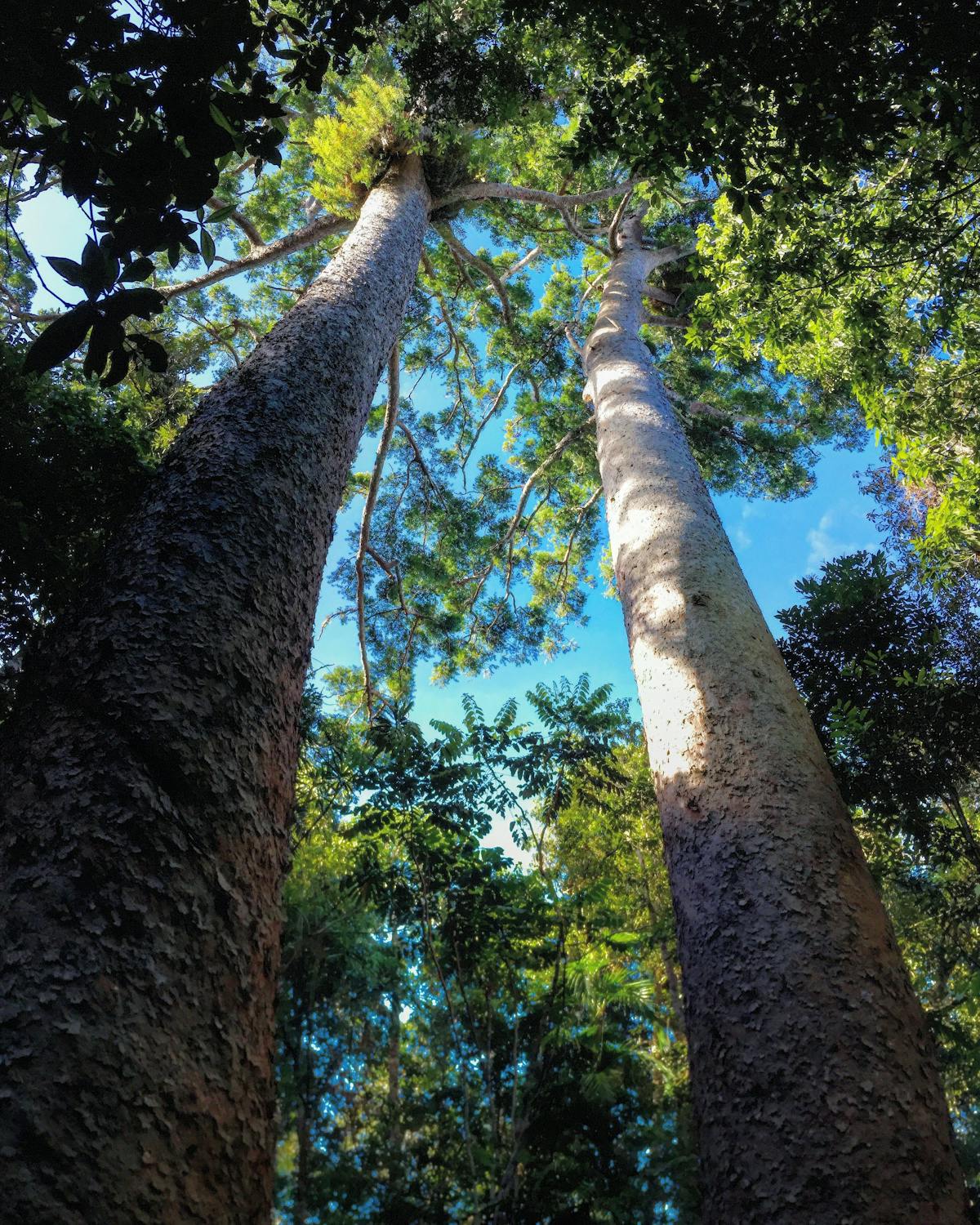 These trees are nearly 1000 yrs old