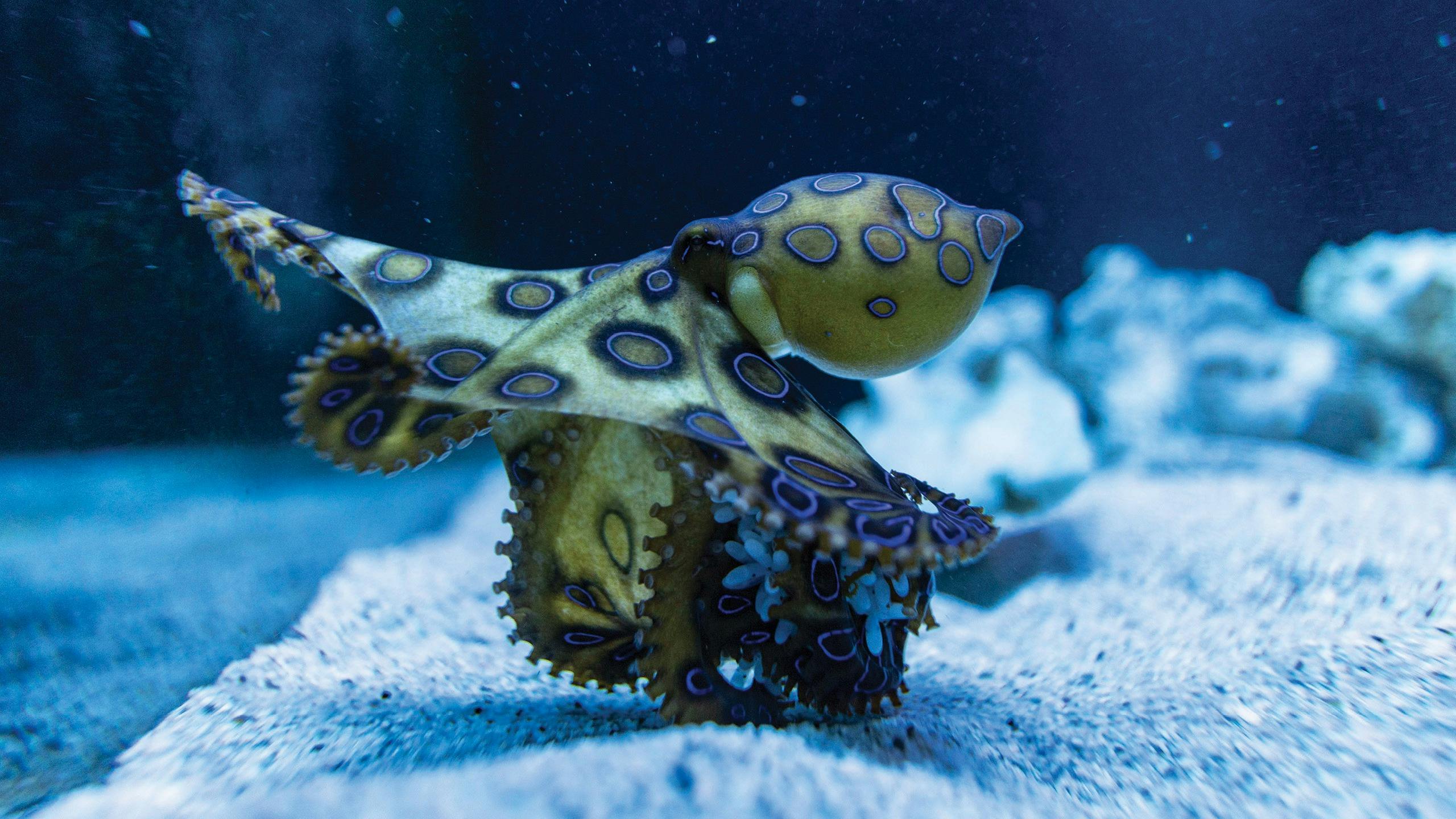 AQWA - The Aquarium of Western Australia
