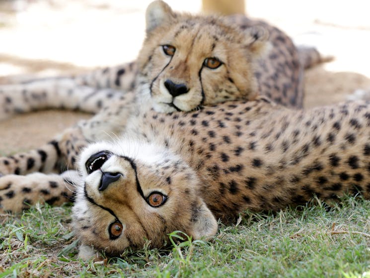 Wild Animal Encounters Cheetah