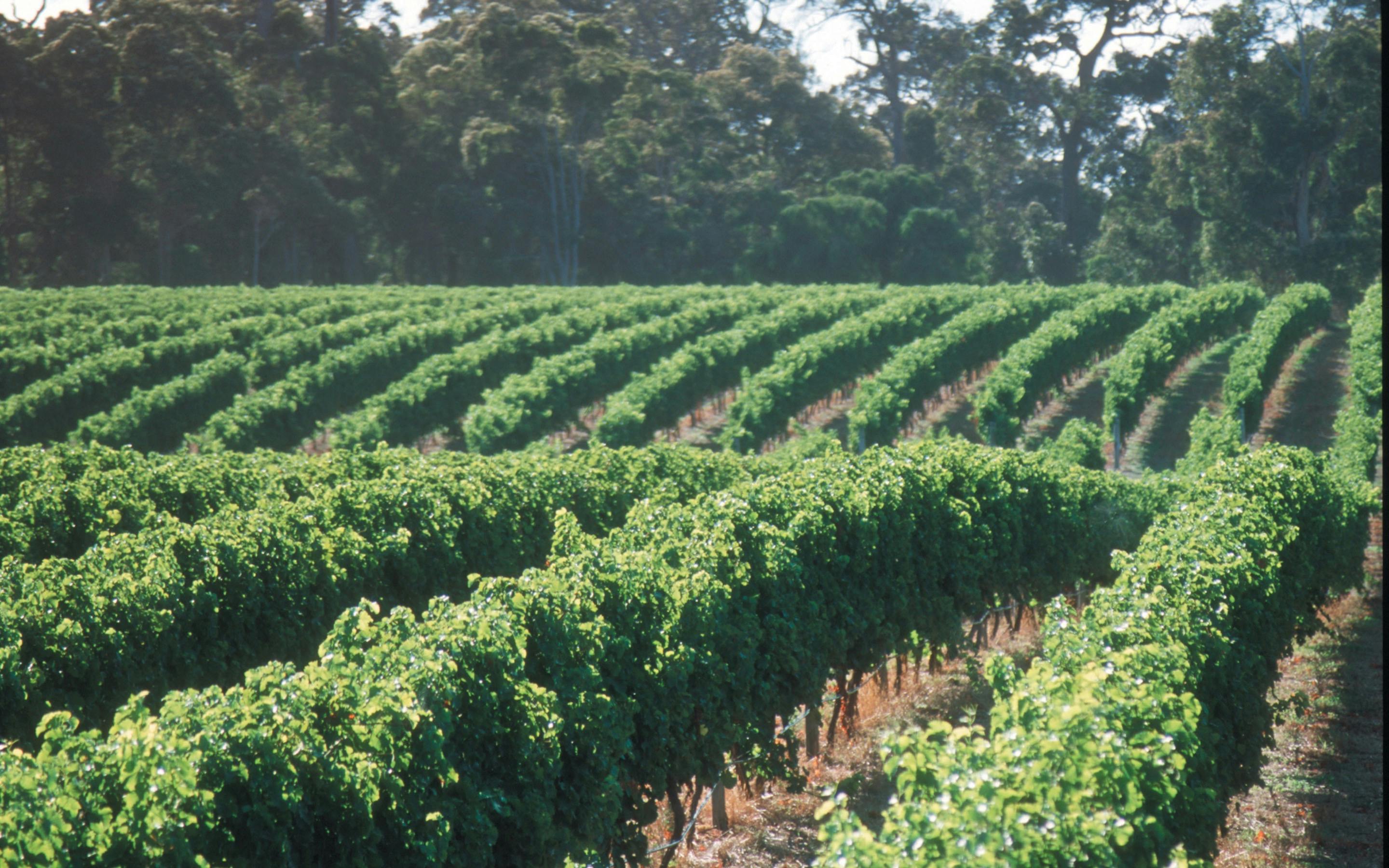 Grapevines Margaret River