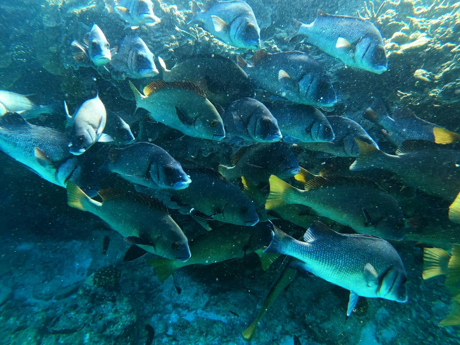 Snokelling Great Barrier Reef