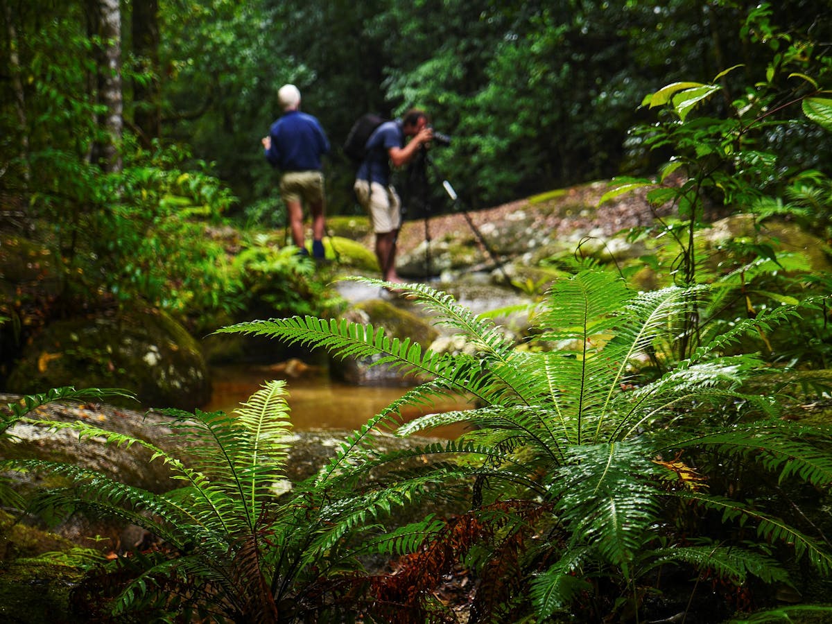 rainforest creek