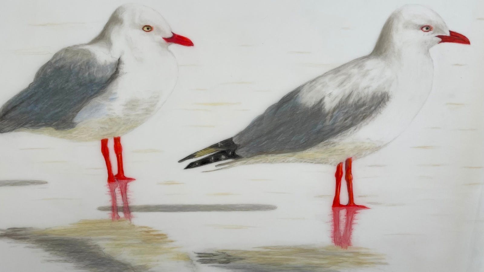 Art Exhibition by Tasmanian Artist featuring birds and sealife