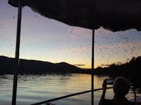 A view of thousands of Little Red Flying Foxes as they take flight at sunset on the Daintree River