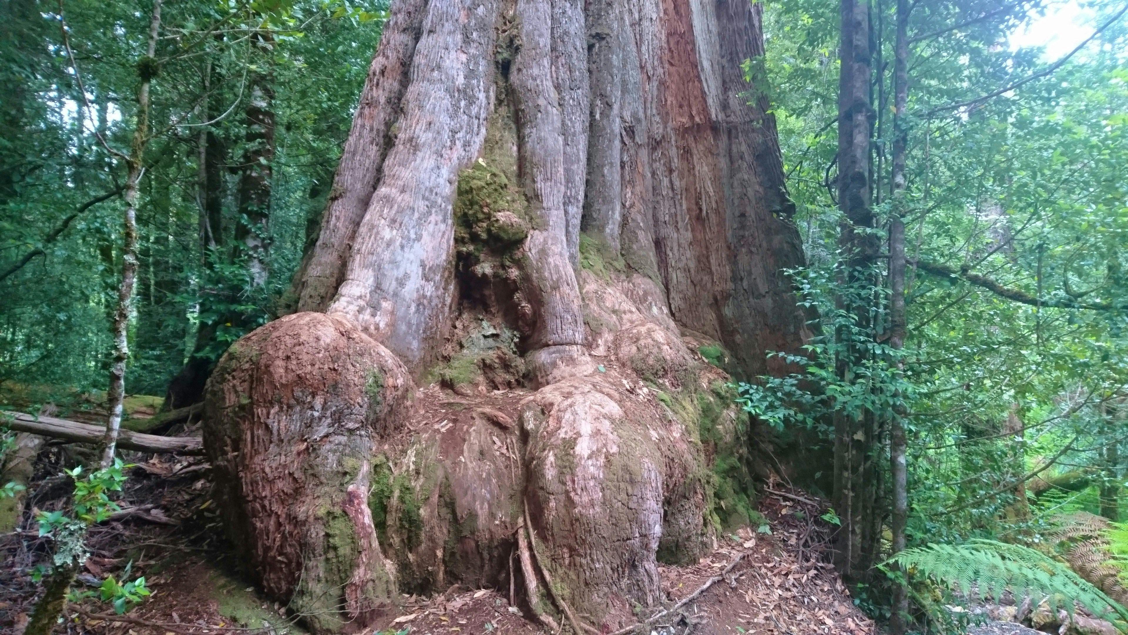 The huge buttressed base of the gnarled Twisted Sister tree
