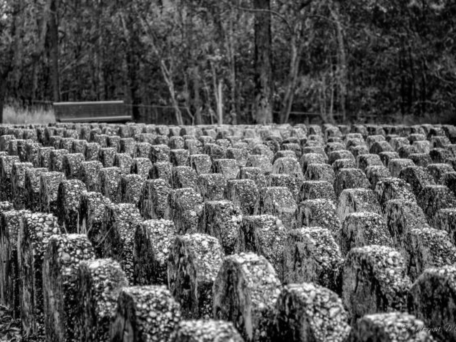 Goodna Cemetery Haunted History Tour Goodna Cemetery Haunted History Tour