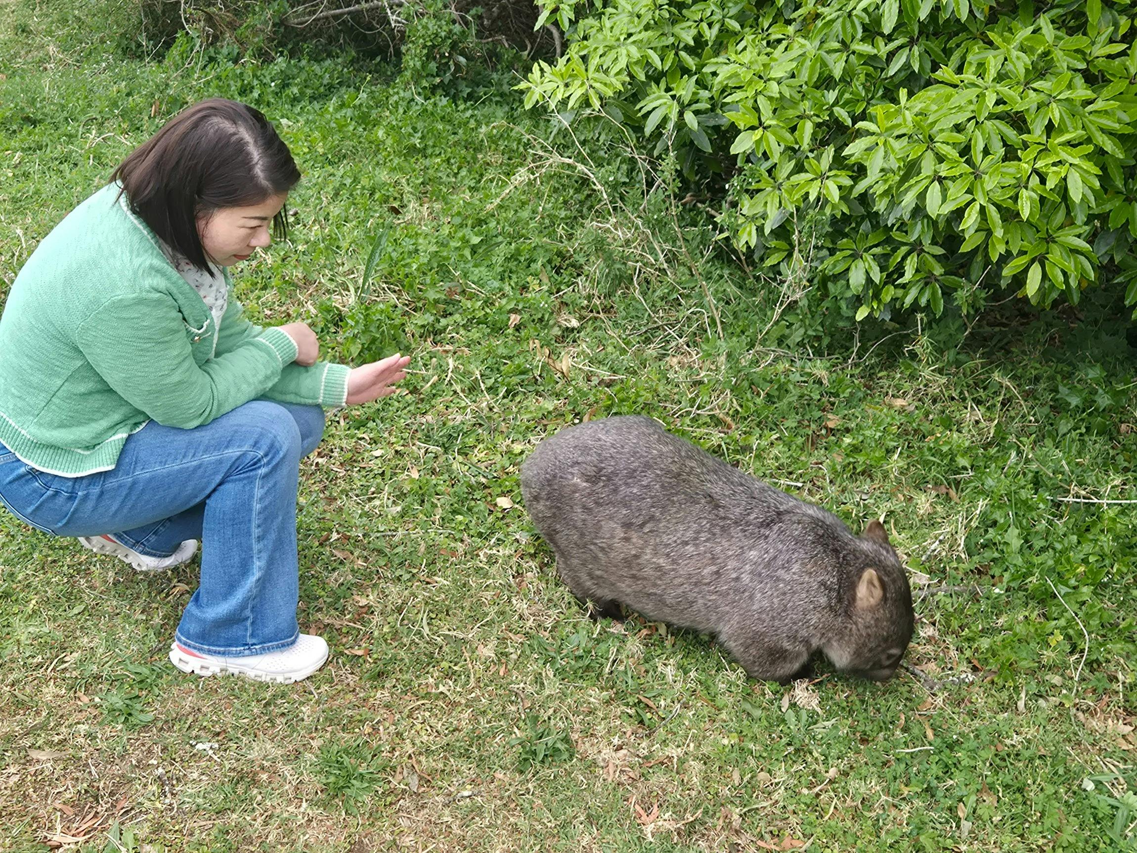 Person upclose taking photo of wombat feeding