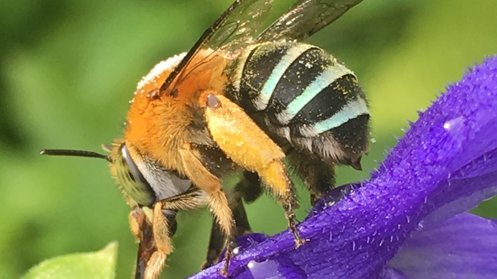 Native Blue Banded Bee