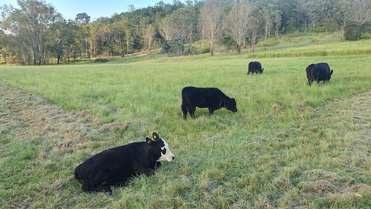 Our Cows Our Cows