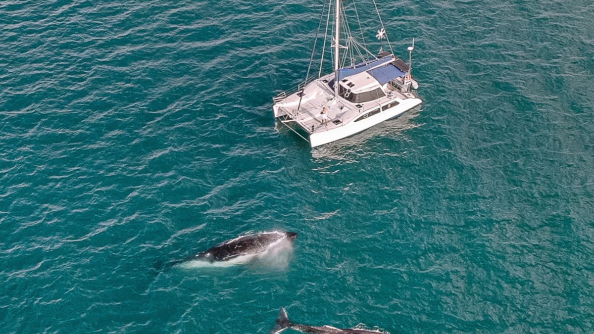 Yacht Hire Fraser Island, Hervey Bay Whales