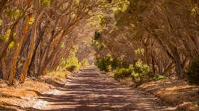 Dense Eucalyptus line the roads which crisscross Kangaroo Island