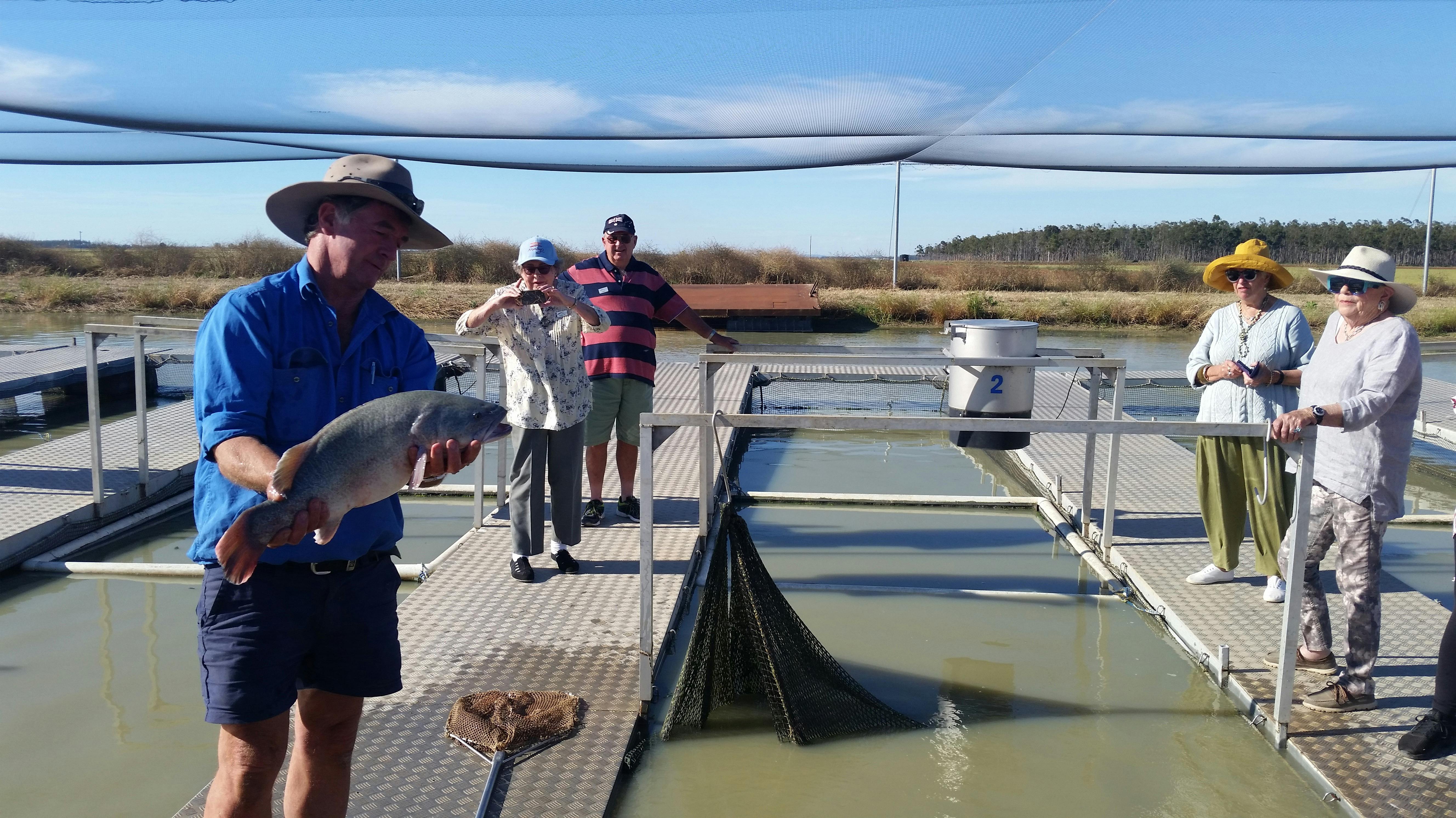 Murray Cod farming in the NSW Riverina Region