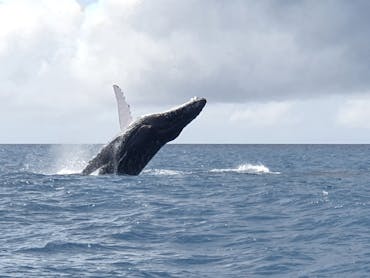Whale Watching Great Keppel Island