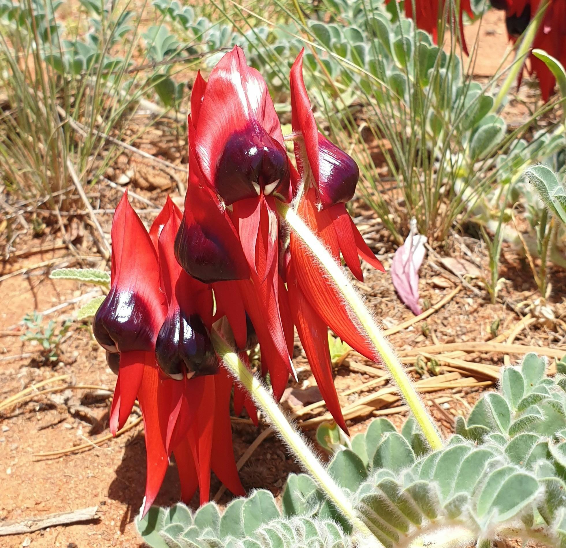 Sturt Desert Pea in flower