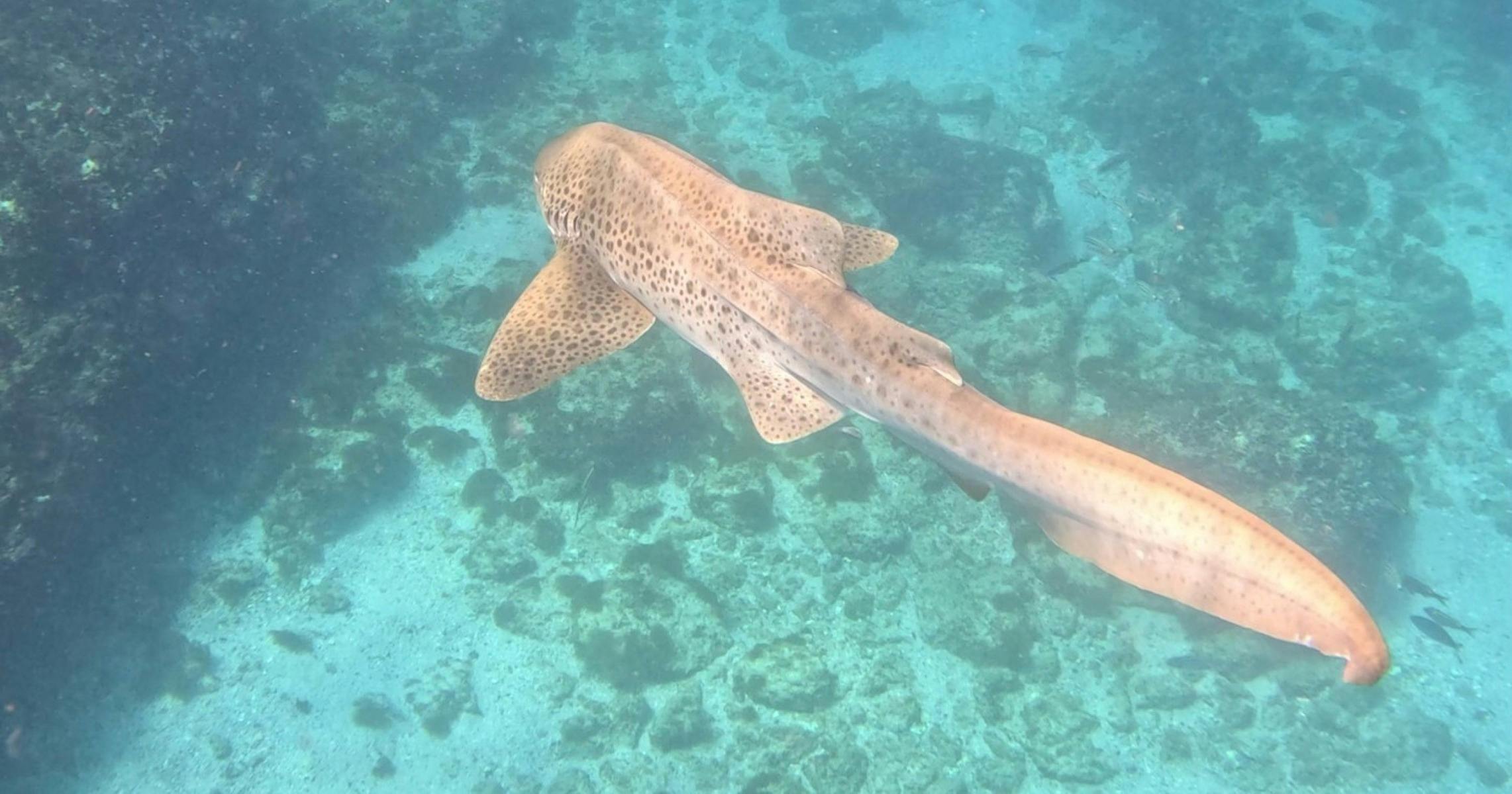 A leopard shark swimming