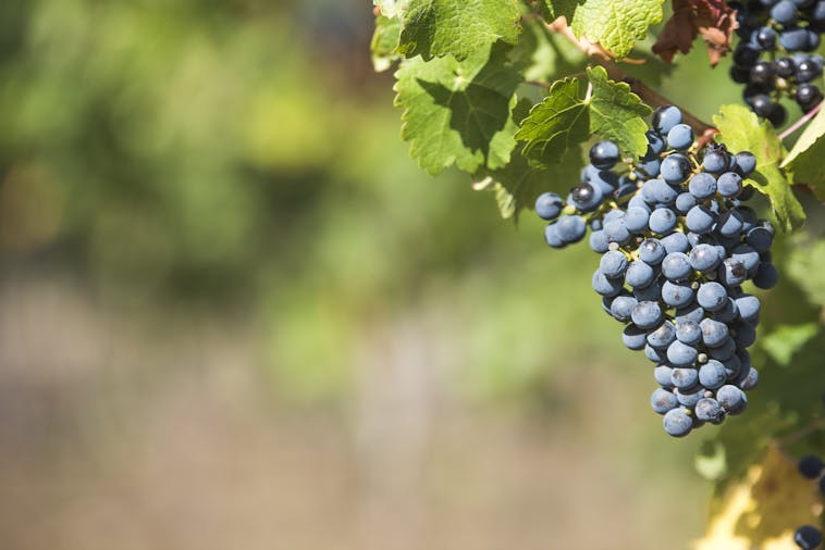 Bowen Estate Classic Coonawarra Vintage Shiraz Tasting