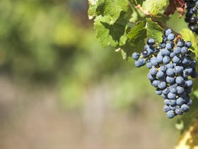 Shiraz grapes awaiting harvest