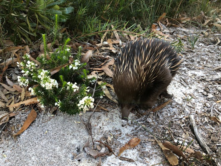 Echidna in Bouddi National Park