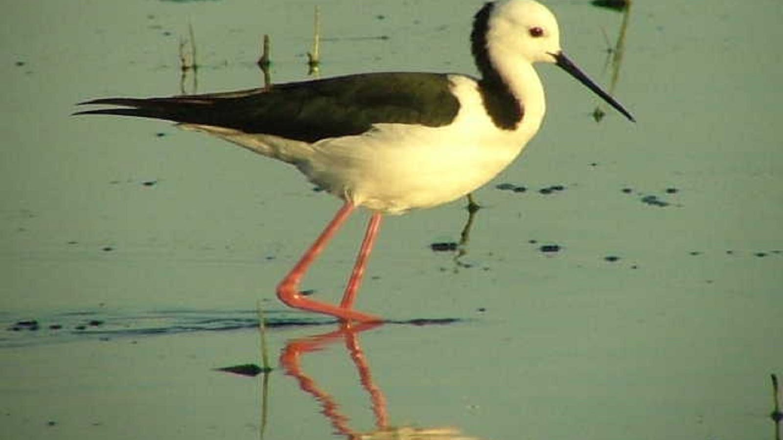 Fivebough Wetlands