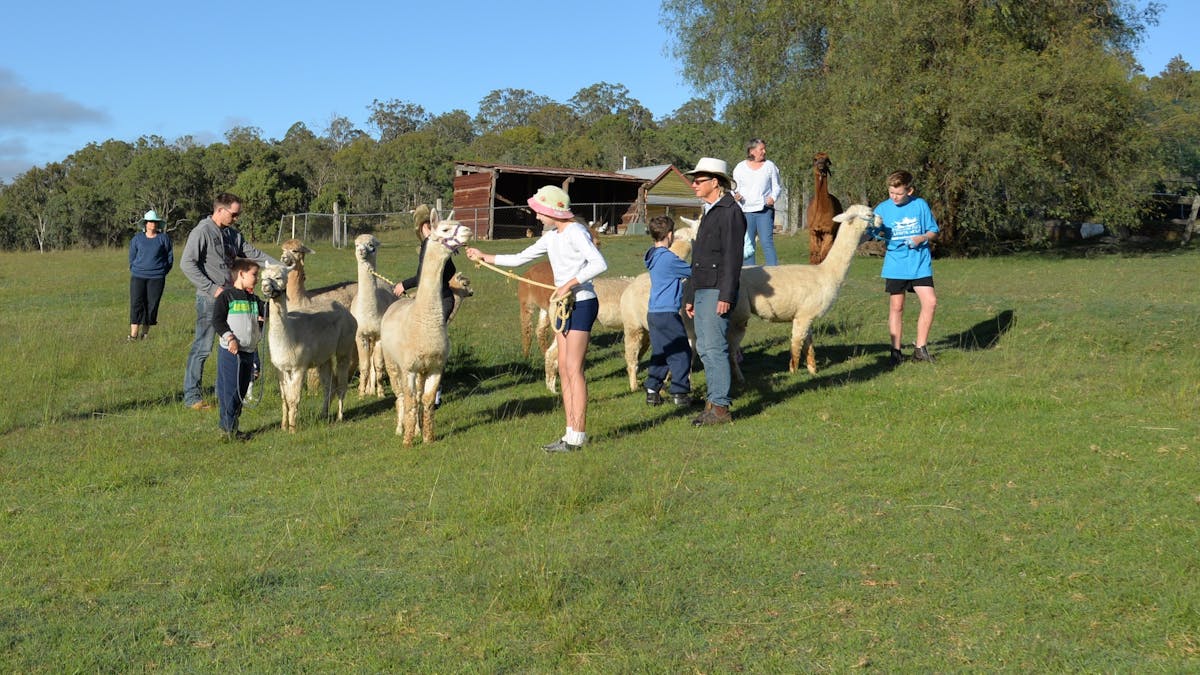 Alpacas morning session