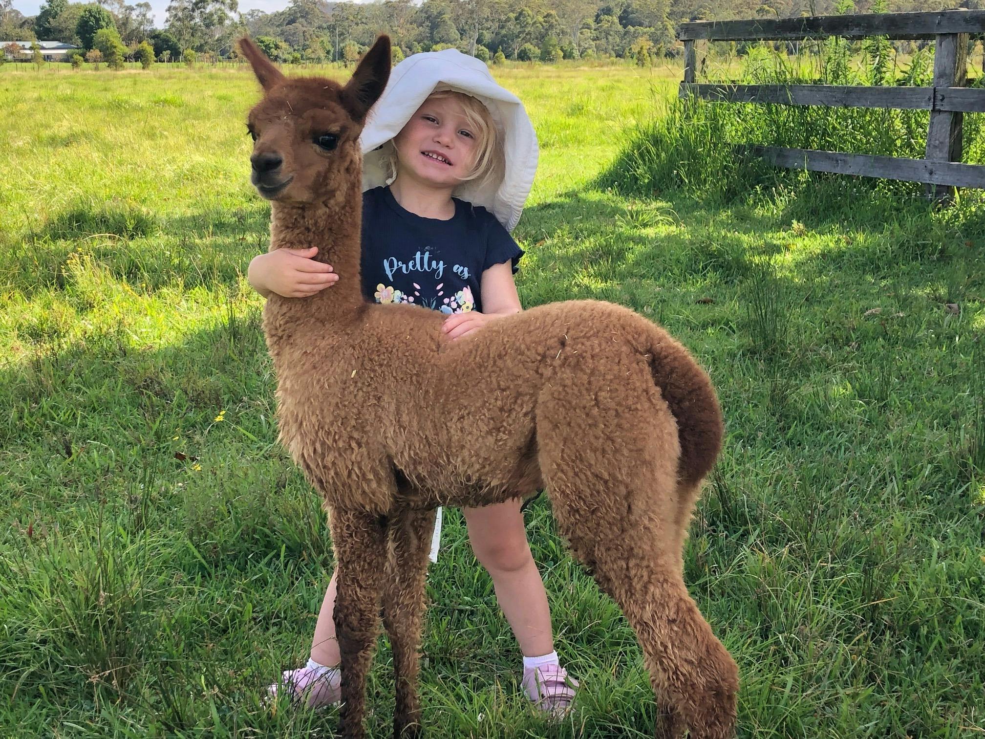 Alpaca farm visit