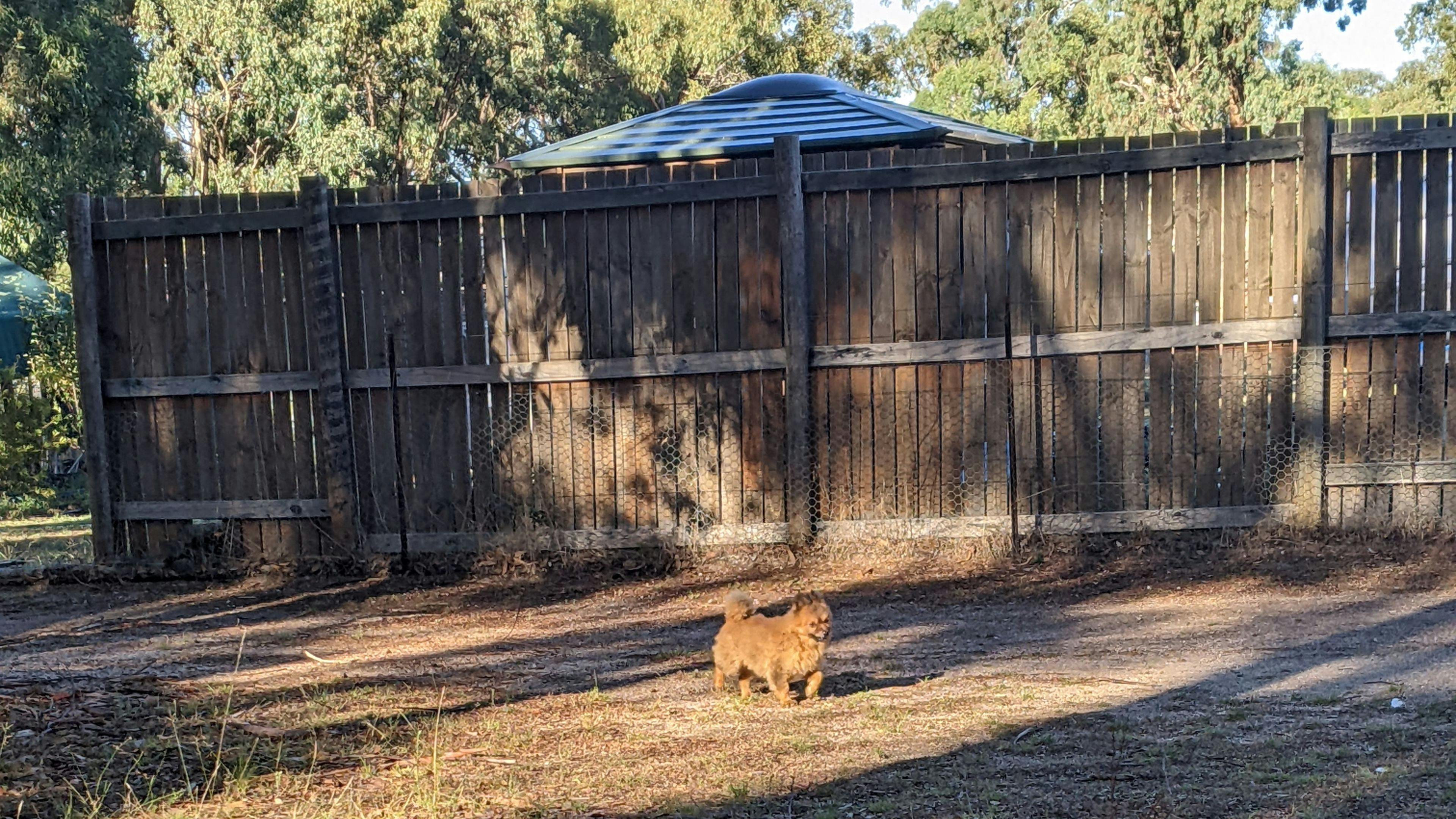 Crazy Critters Sanctuary