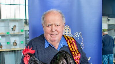 Australorp poultry with owner
