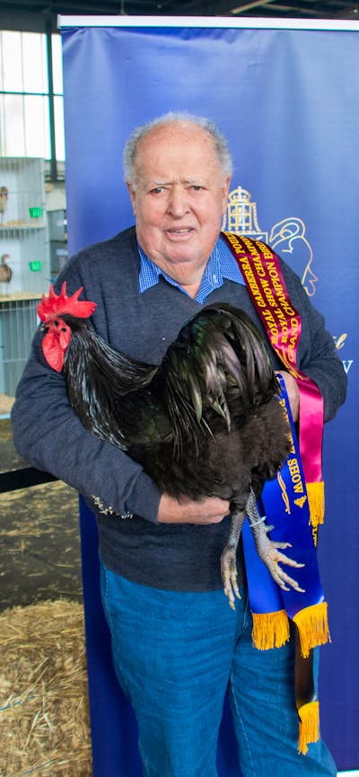 Australorp poultry with owner