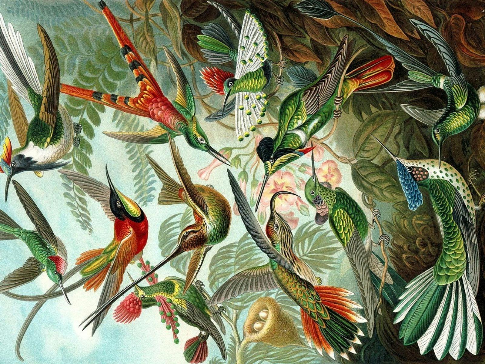 Hummingbirds painting - Haeckel