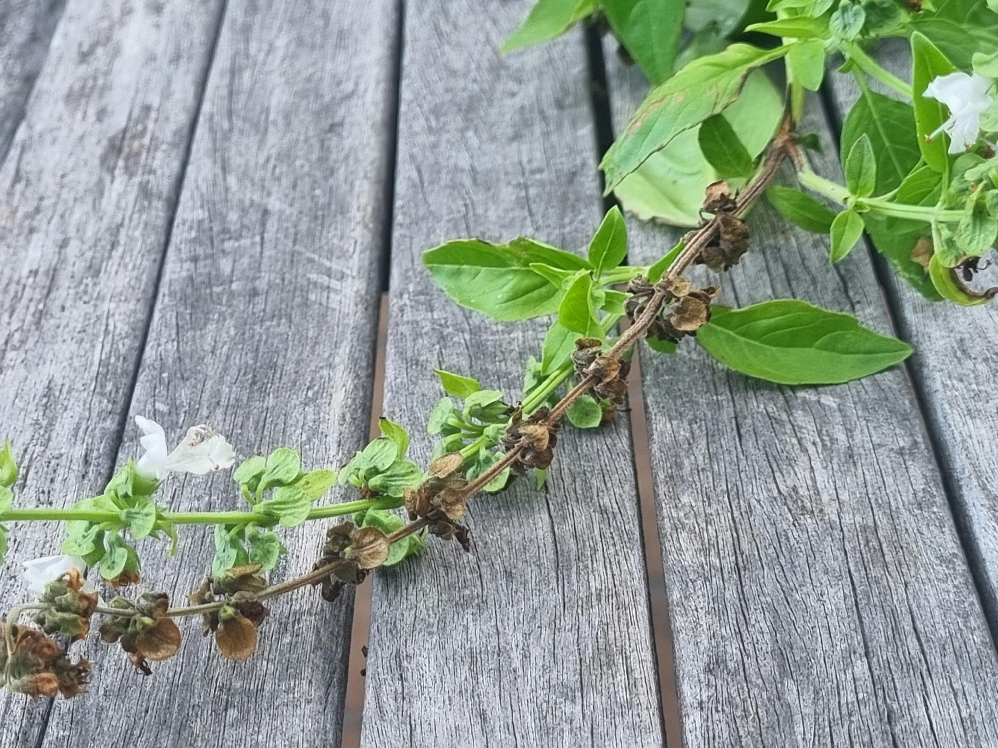Seed Saving Workshop