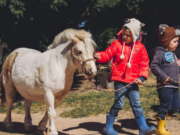 Pony Rides