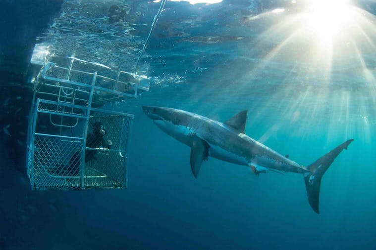 The Rodney Fox Hosted Great White Spectacular Tour