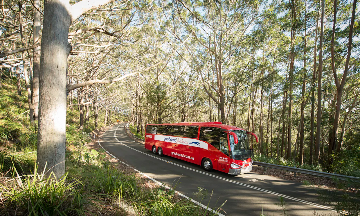 Greyhound Australia - Cooroy