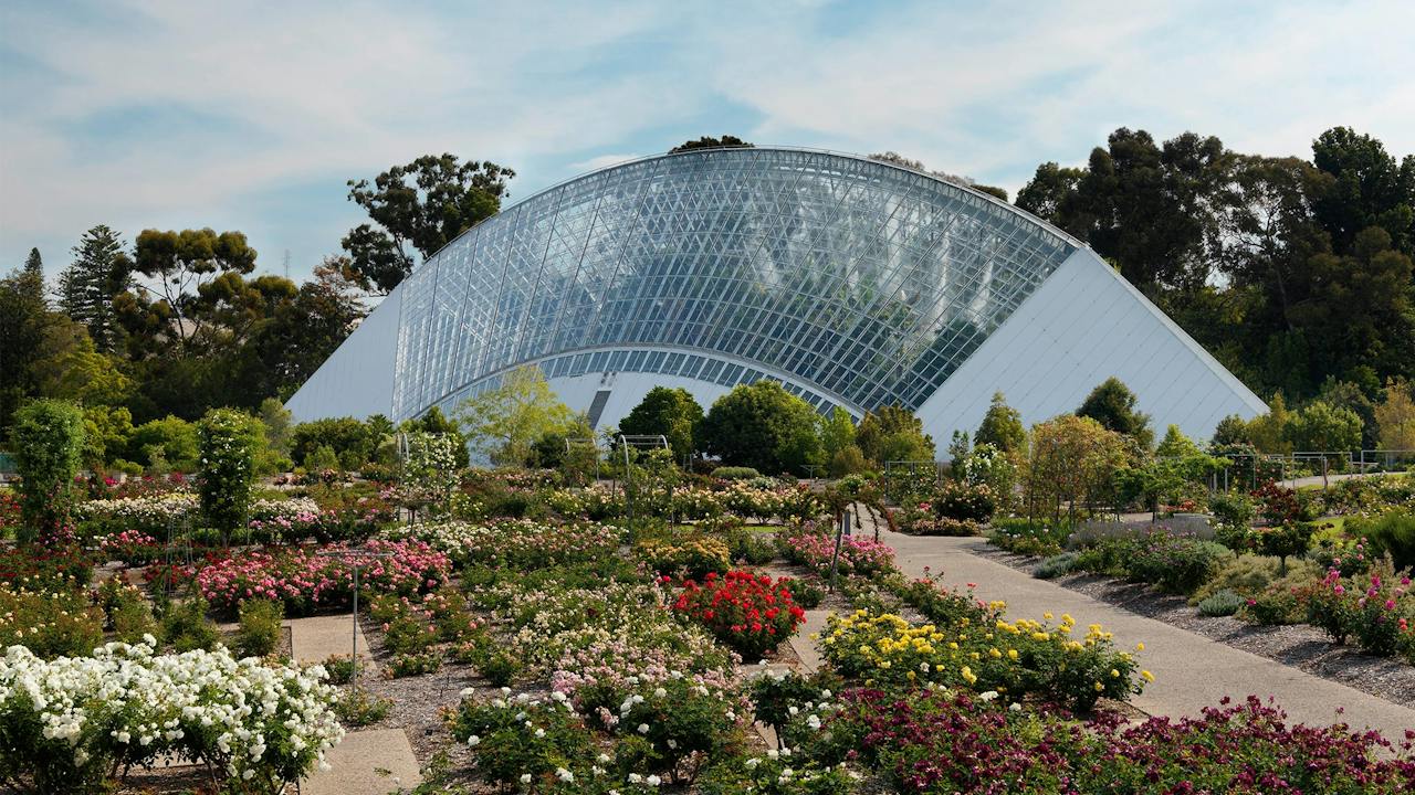 Adelaide Botanic Garden's Bicentennial Conservatory is home to several endangered rainforest plants.