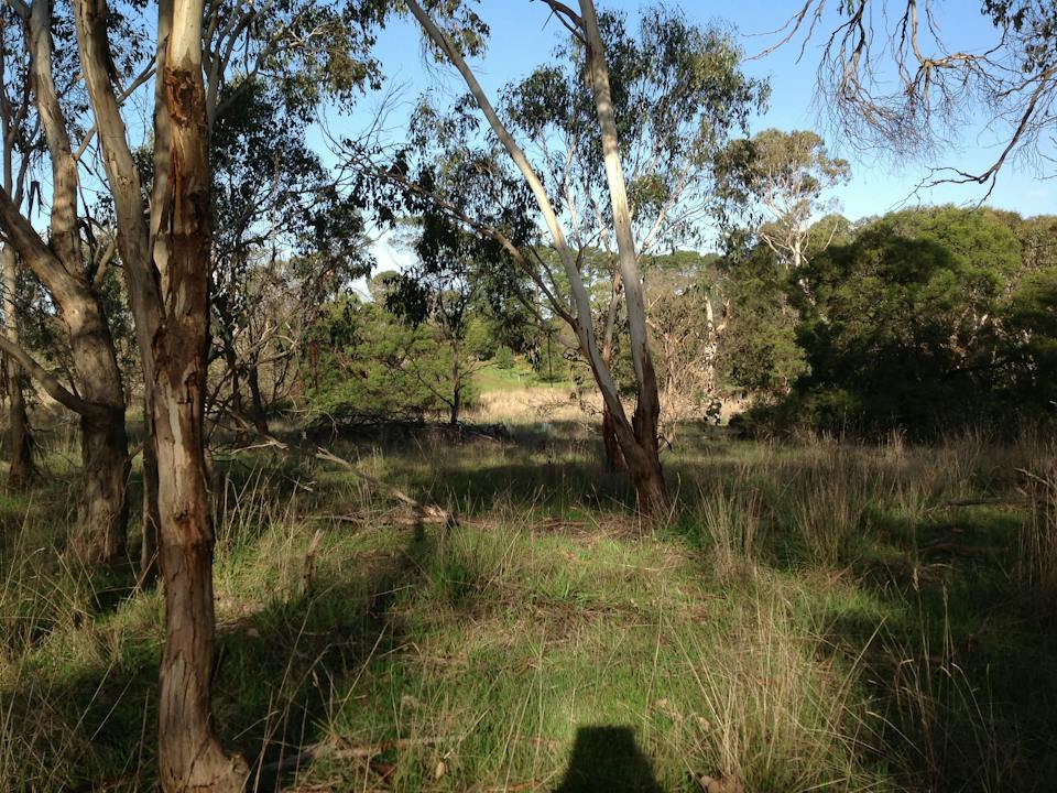 HIRLs beautiful native bushland walk